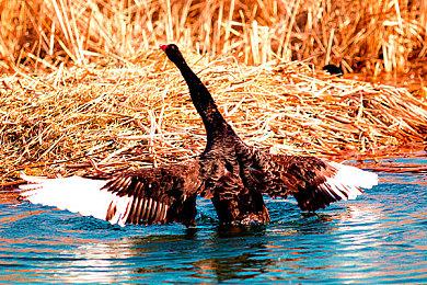 《巫师2》发售13周年 Steam特价促销仅售14.85元