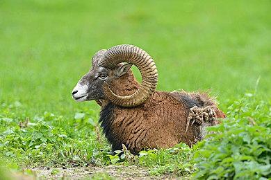 《战神：诸神黄昏》在最受欢迎PS游戏票选中胜出