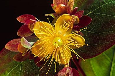 Annapurna将首次参加TGS 2025 携三款未公布新作